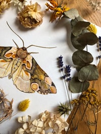 Image 4 of Peach Silk Whispers - Thyatira batis