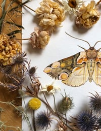 Image 5 of Peach Silk Whispers - Thyatira batis