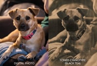 Image 4 of Personalized Toned Cyanotype 