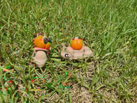 Image 2 of Pumpkin Snail