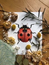 Image 1 of Ladybird