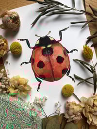 Image 2 of Ladybird