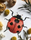 Ladybird