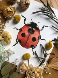 Image 4 of Ladybird