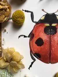 Image 5 of Ladybird