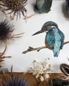ORIGINAL Common Kingfisher Watercolor Painting