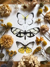Butterfly trio