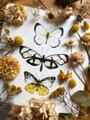 Butterfly trio