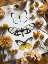 Butterfly trio