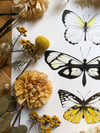 Butterfly trio