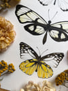 Butterfly trio