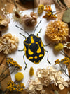 Cabbage Bug