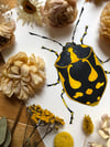 Cabbage Bug