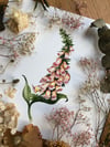 Foxglove