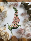Foxglove