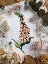 Foxglove