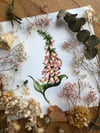 Foxglove