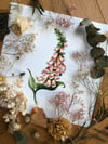 Foxglove