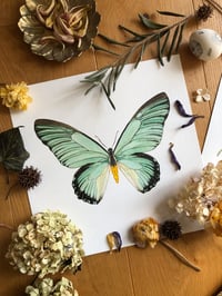 Image 1 of “Blue of Winter's Thaw”  Giant Blue Swallowtail