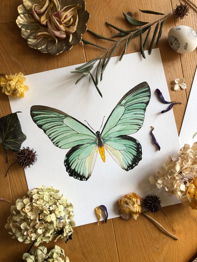 GIANT BLUE SWALLOWTAIL FINE ART PRINT