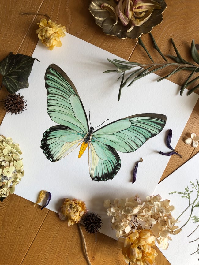 GIANT BLUE SWALLOWTAIL FINE ART PRINT