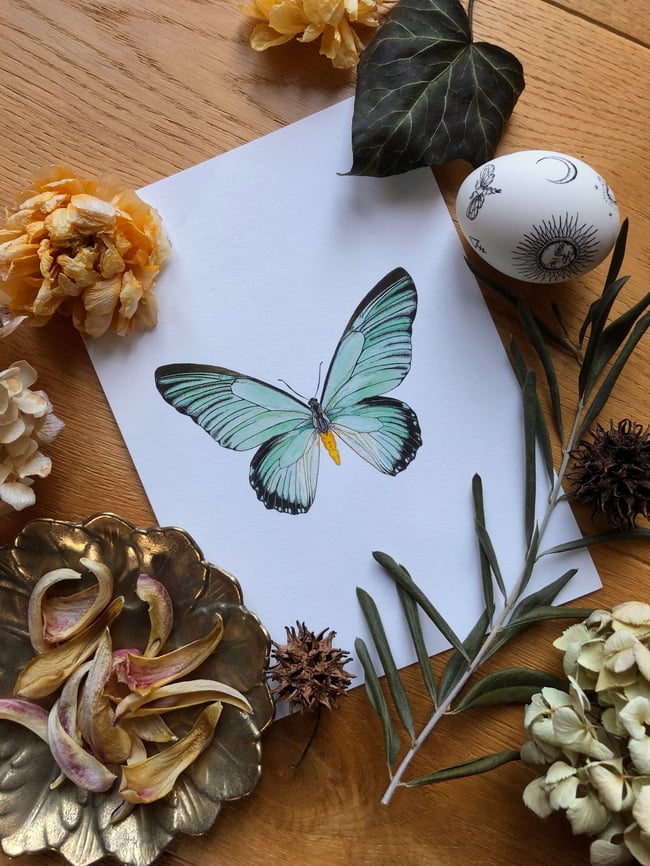 GIANT BLUE SWALLOWTAIL FINE ART PRINT