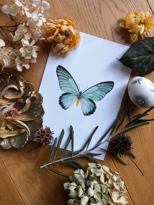 GIANT BLUE SWALLOWTAIL FINE ART PRINT