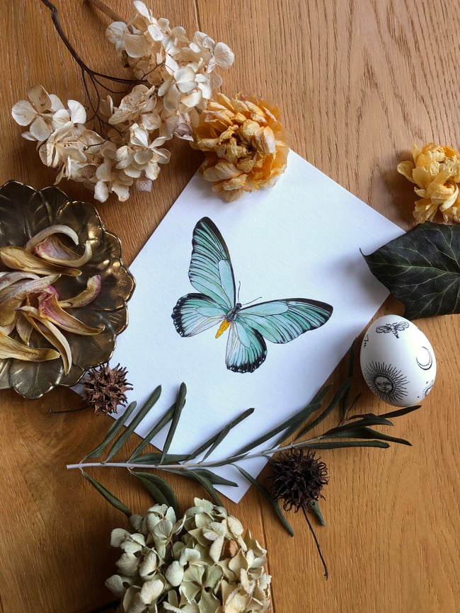 GIANT BLUE SWALLOWTAIL FINE ART PRINT