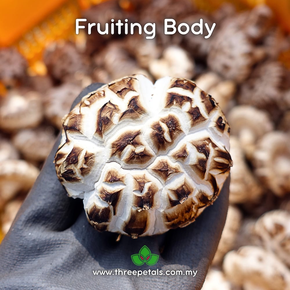Shiitake CS (Lentinula Edodes) Live Mycelium Mushroom Culture Spawn Seed