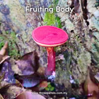 Image 2 of Rhubarb Bolete (Boletellus Obscurecoccineus) Live Mycelium Mushroom Culture Spawn Seed