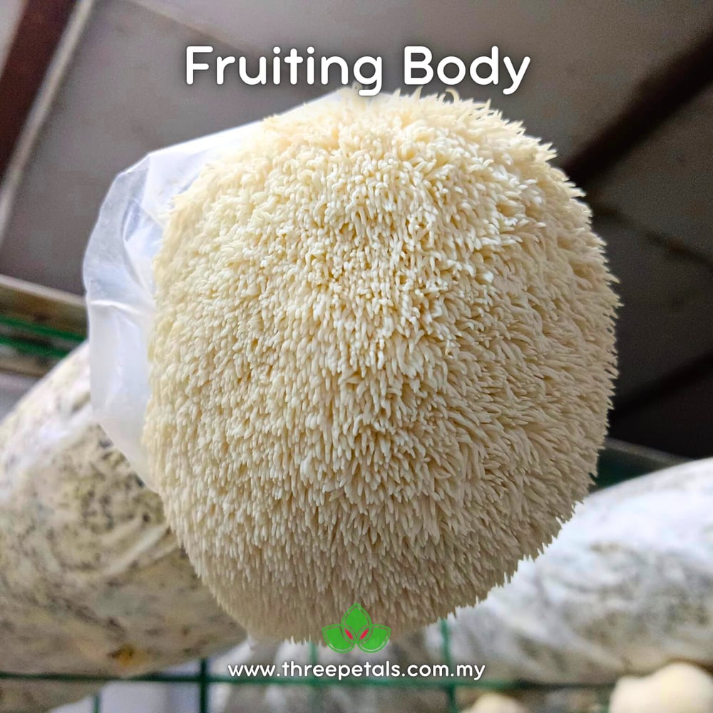 Lion's Mane 7 (Hericium Erinaceus) Live Mycelium Mushroom Culture Spawn Seed