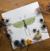 Great green bush cricket