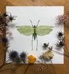 Great green bush cricket