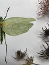 Great green bush cricket