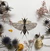 Mole cricket