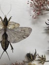 Mole cricket