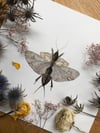 Mole cricket