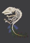 Blooming Shrew Skeleton 5 X 7 Giclee Print