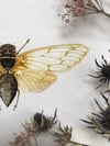 Common cicada