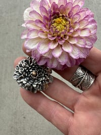 Image 11 of Dahlia, size 7-8