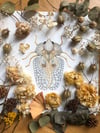 Sycamore lace bug