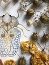 Sycamore lace bug
