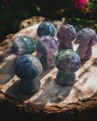 Image 1 of Fluorite mushrooms 