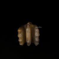 Image 9 of Dragon Head- Agate Craving "F"