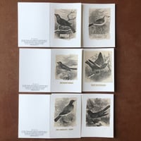 6 Small Notecards Collages with Antique Paper images of BIRDS!