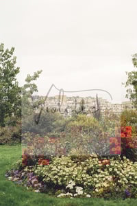 Image 1 of Le Jardin Series - FR4 ROSES OF THE EIFFEL TOWER