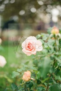 Image 1 of Le Jardin Series - FR1 ROSES OF THE EIFFEL TOWER 
