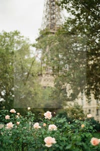 Image 1 of Le Jardin Series - FR3 ROSES OF THE EIFFEL TOWER 01