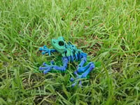 Image 5 of Skeleton Frog