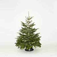 Medium Christmas Tree 5-6 foot